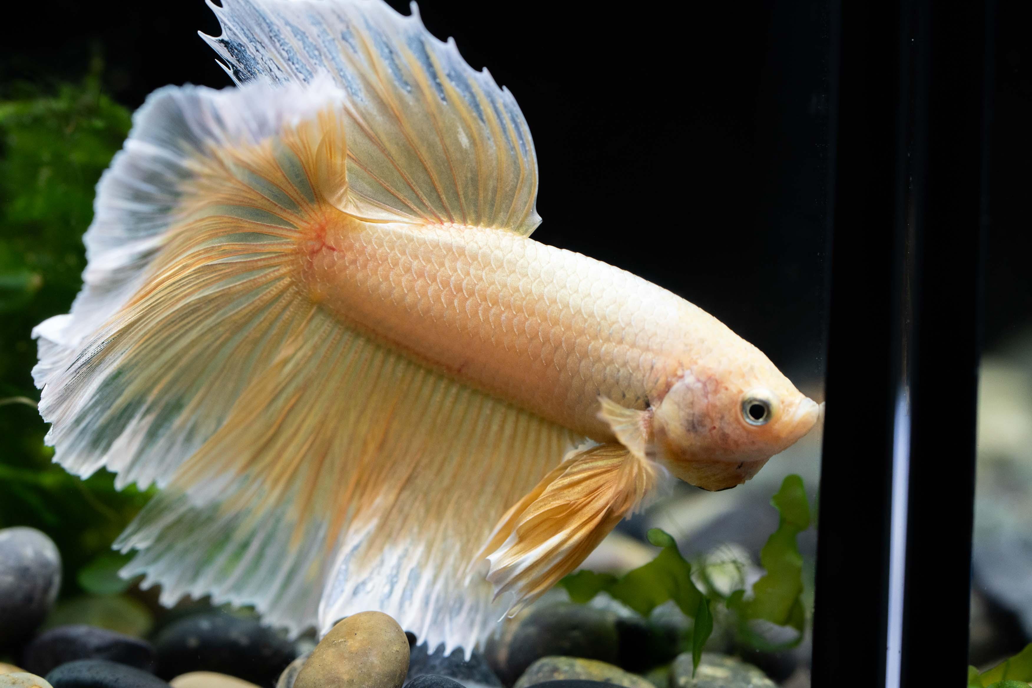 Super Gold Halfmoon Male Betta Fish - Image 10