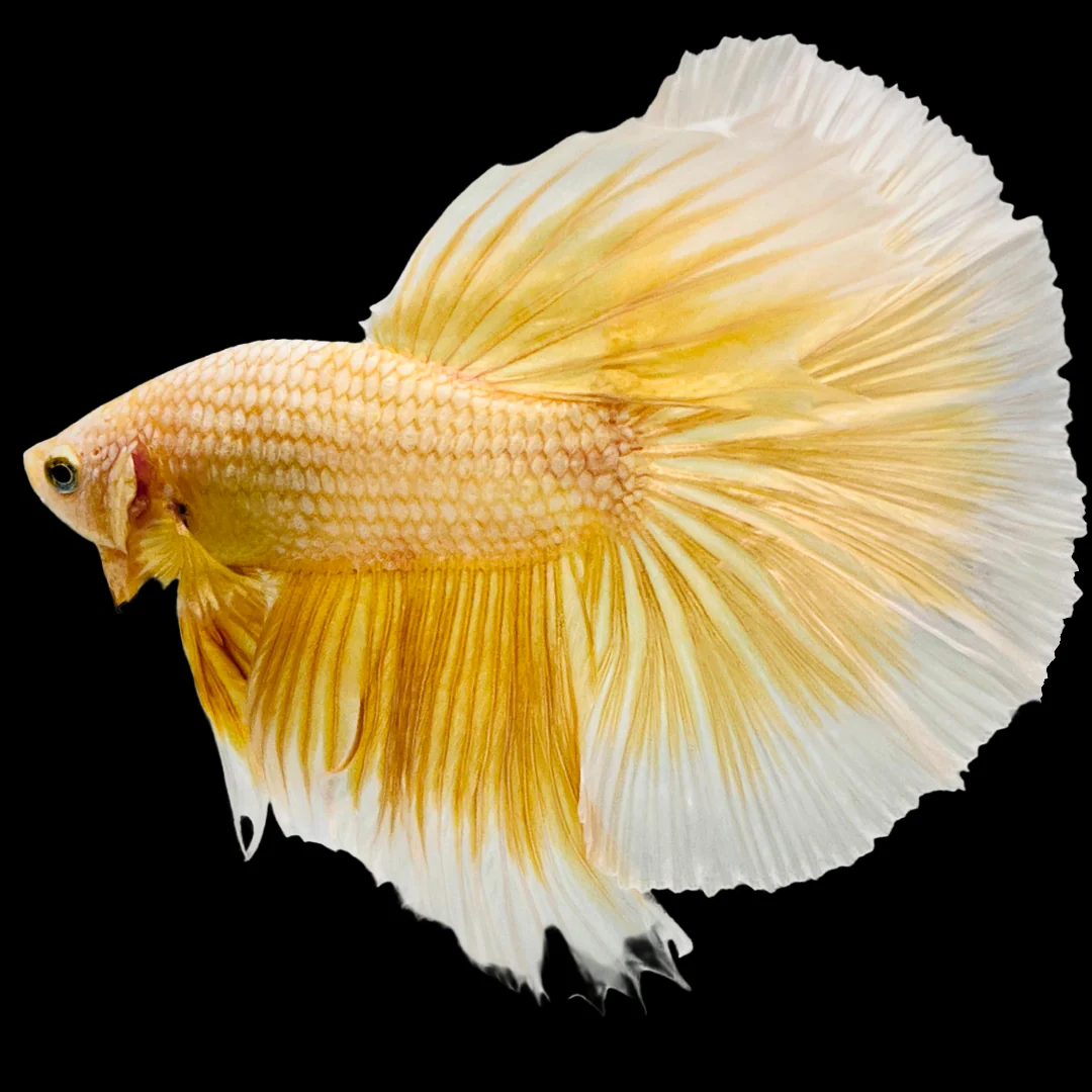 Super Gold Halfmoon Male Betta Fish - Image 3