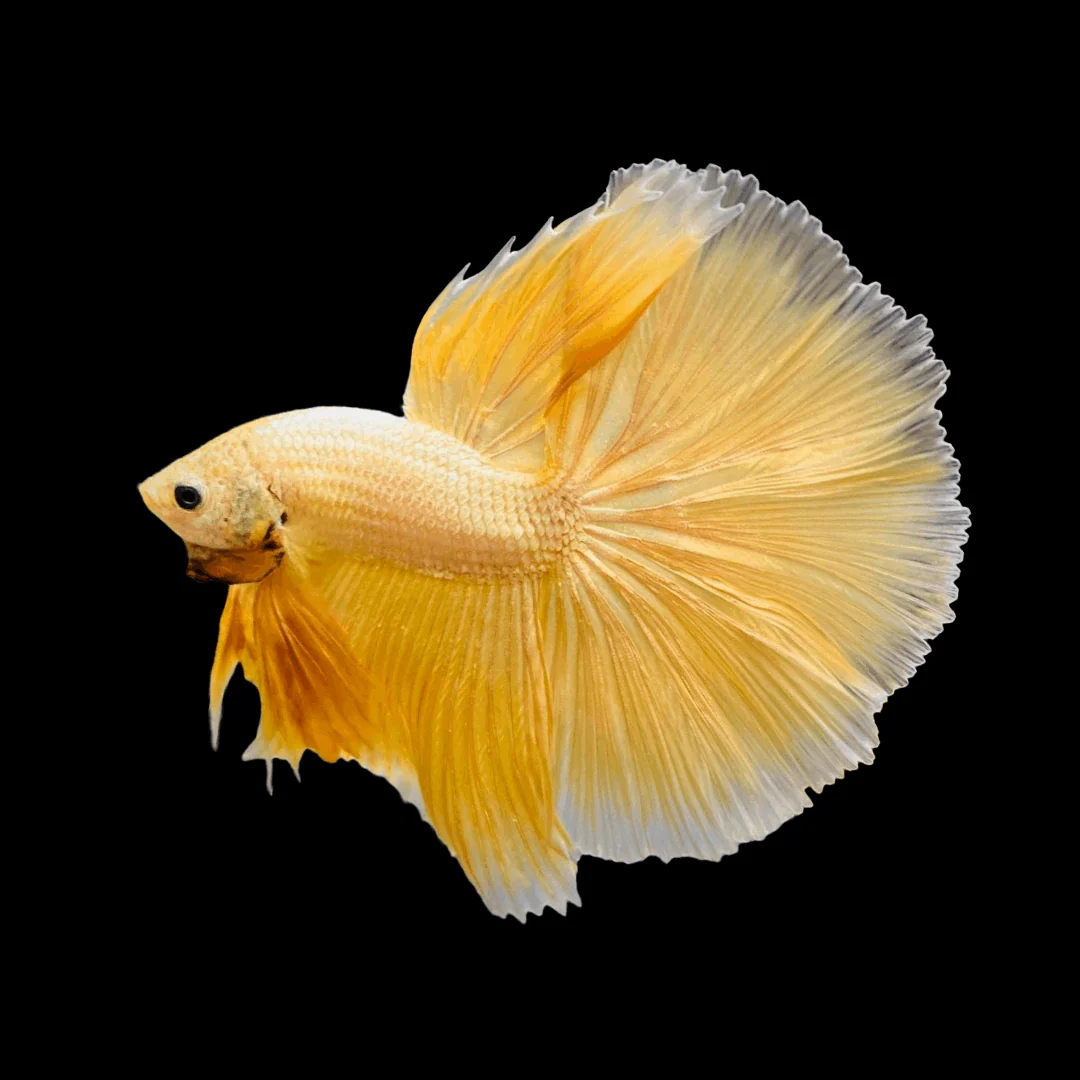 Super Gold Halfmoon Male Betta Fish - Image 4