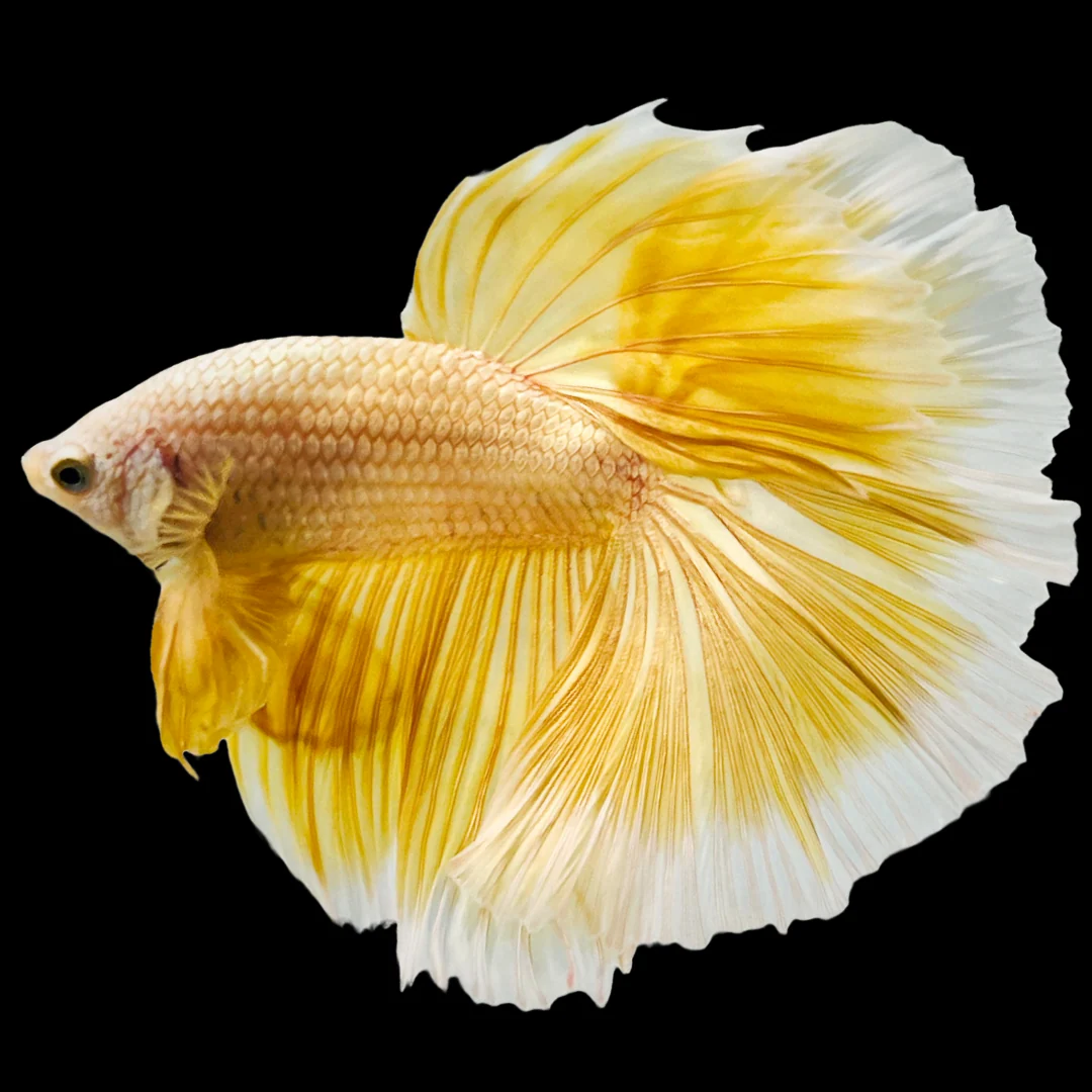 Super Gold Halfmoon Male Betta Fish - Image 5