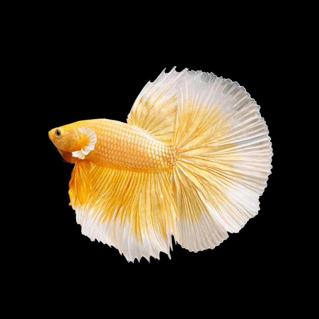 Super Gold Halfmoon Male Betta Fish - Image 6