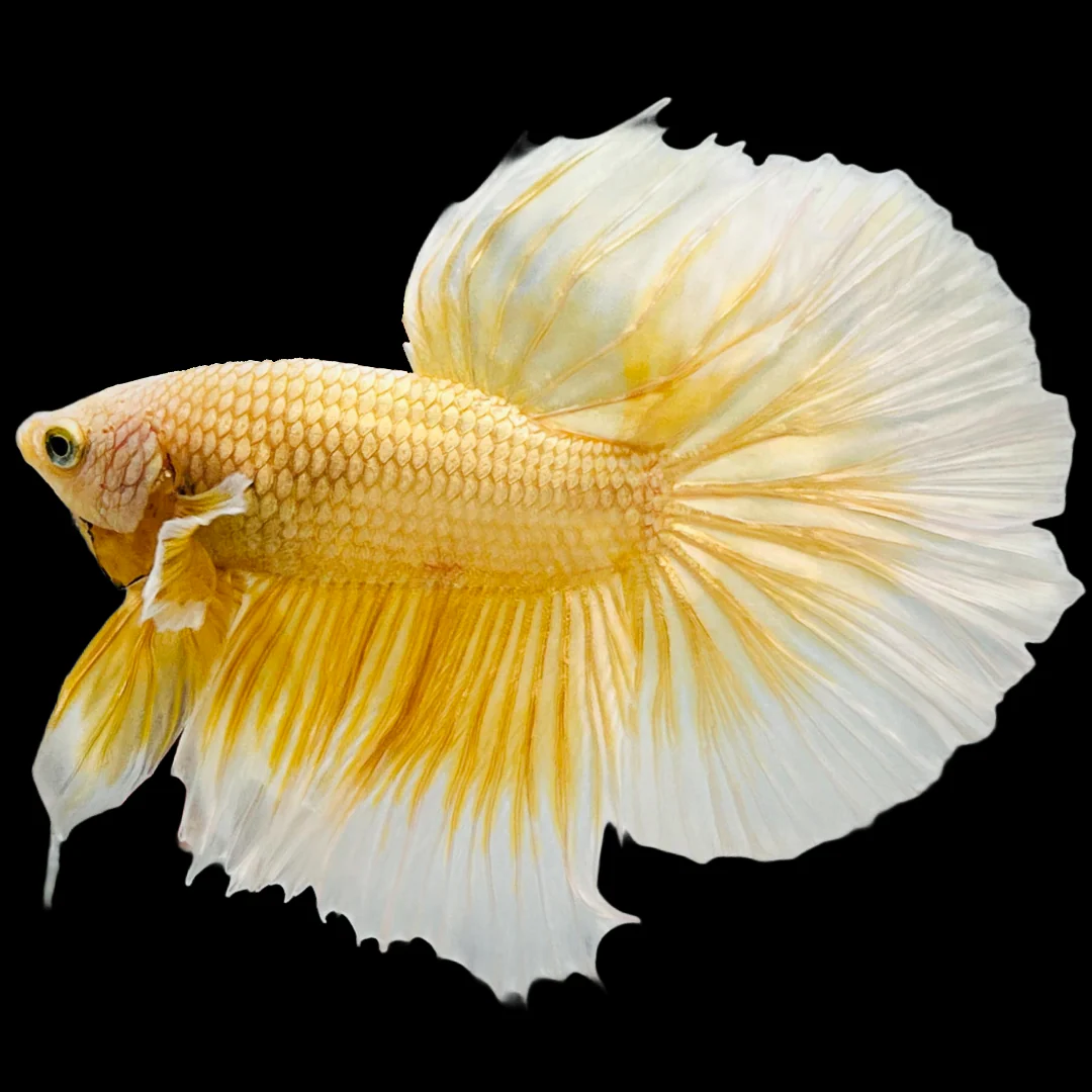 Super Gold Halfmoon Male Betta Fish - Image 7