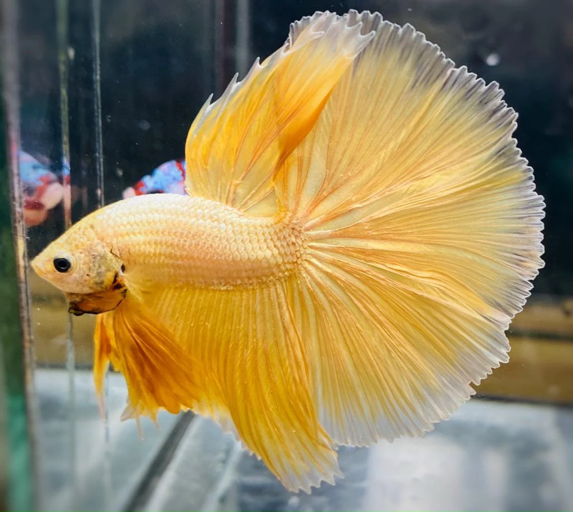 Super Gold Halfmoon Male Betta Fish - Image 8