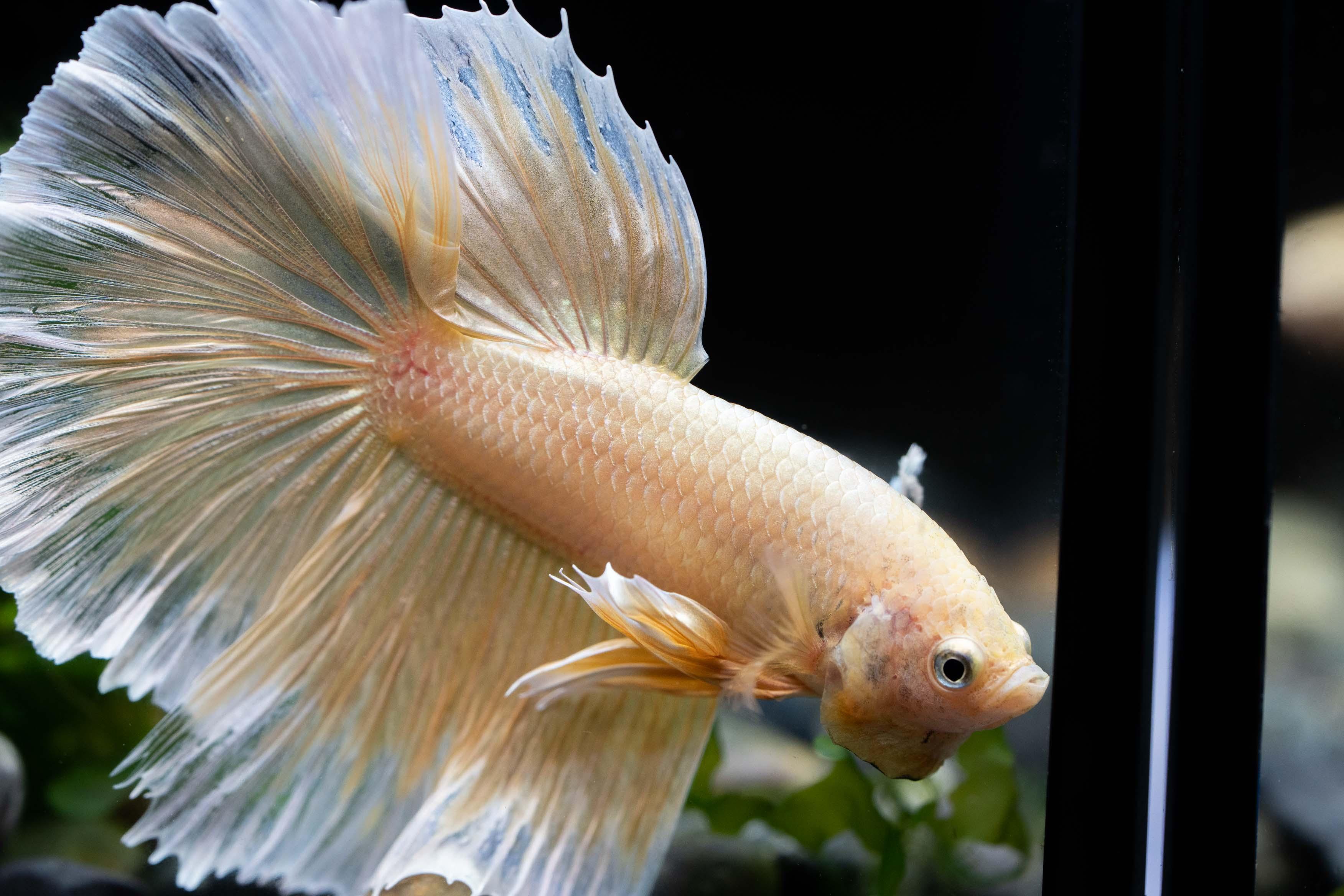 Super Gold Halfmoon Male Betta Fish - Image 9
