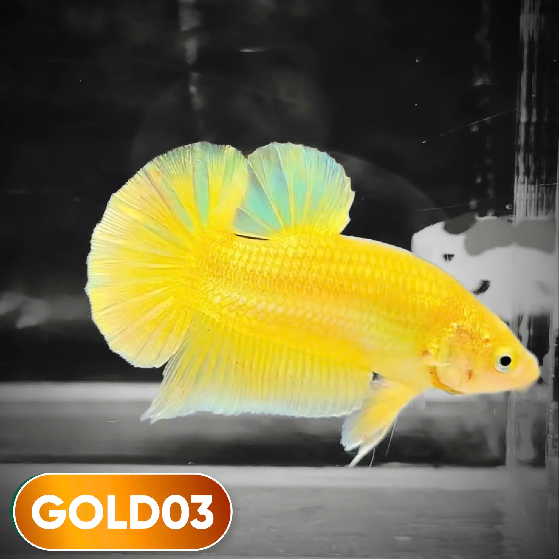 Super Gold Plakat Male Betta Fish | You Pick Fish | Show Grade - Image 3