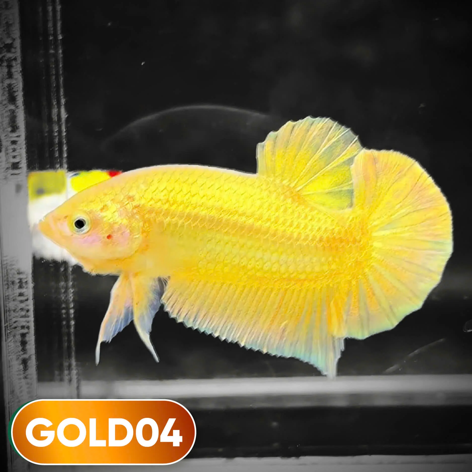Super Gold Plakat Male Betta Fish | You Pick Fish | Show Grade - Image 4