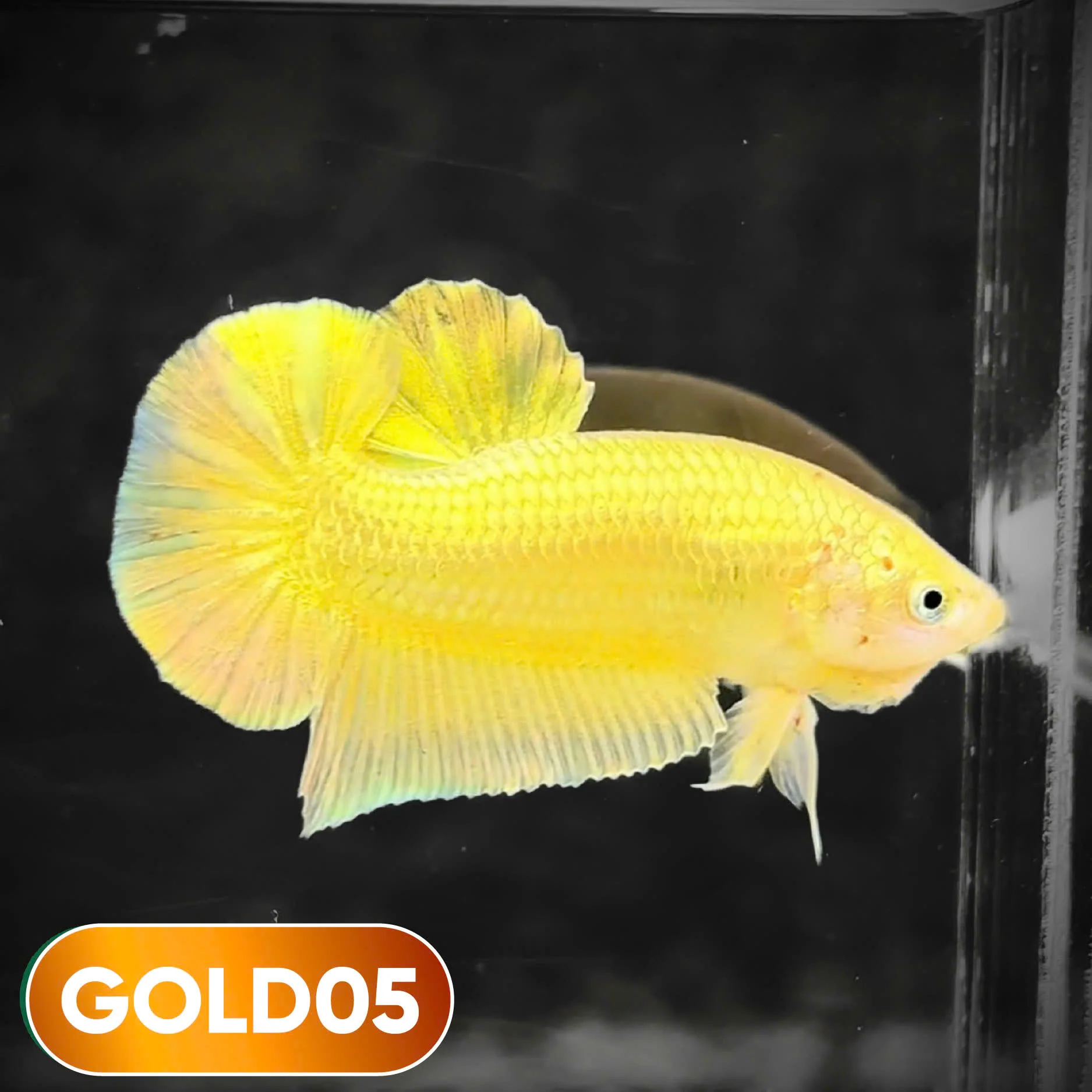 Super Gold Plakat Male Betta Fish | You Pick Fish | Show Grade - Image 5