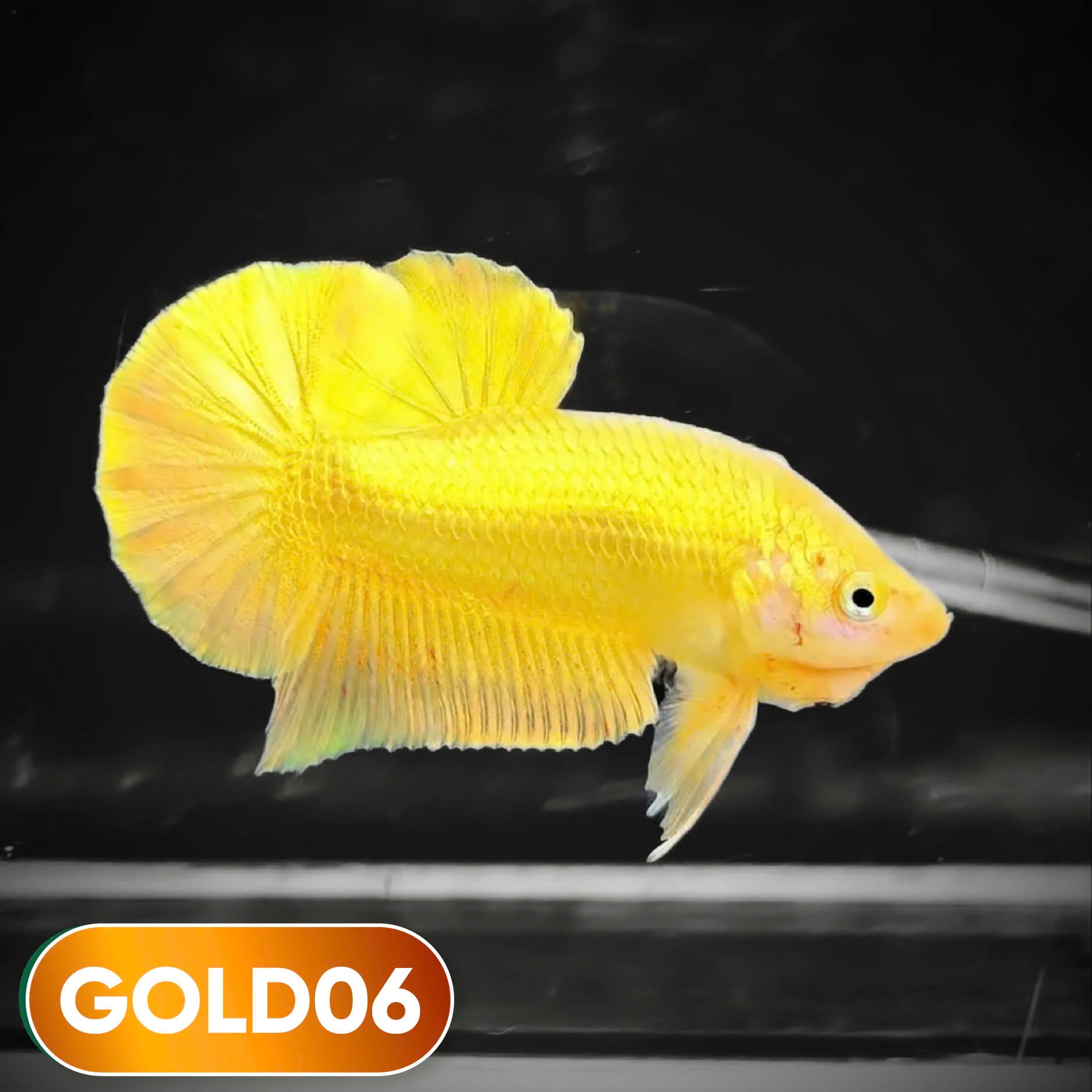 Super Gold Plakat Male Betta Fish | You Pick Fish | Show Grade - Image 6