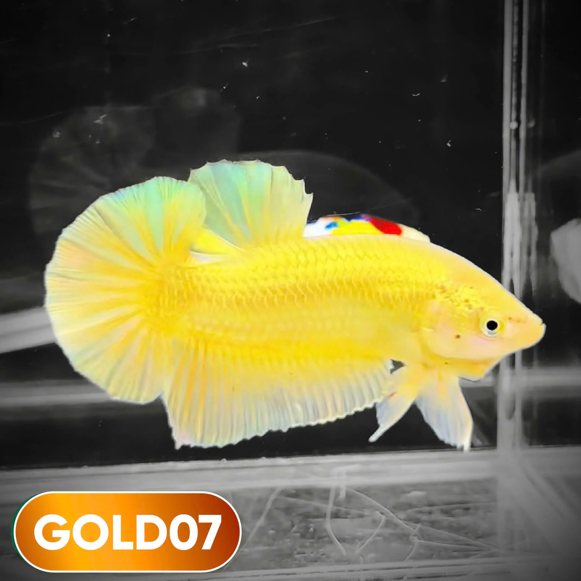 Super Gold Plakat Male Betta Fish | You Pick Fish | Show Grade - Image 7
