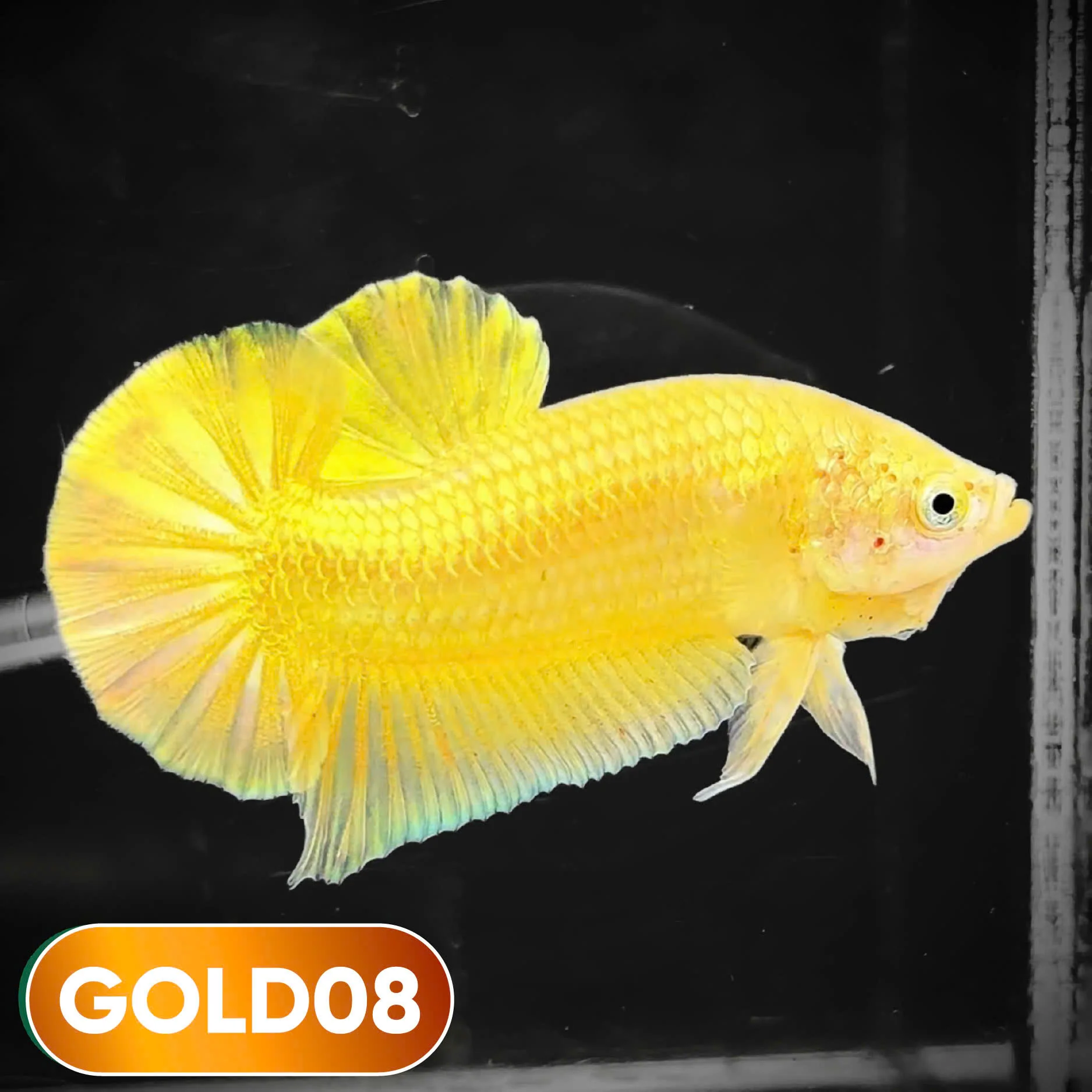 Super Gold Plakat Male Betta Fish | You Pick Fish | Show Grade - Image 8