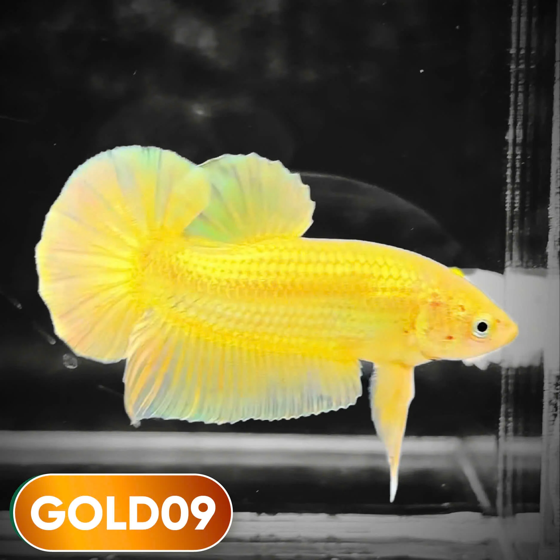 Super Gold Plakat Male Betta Fish | You Pick Fish | Show Grade - Image 9