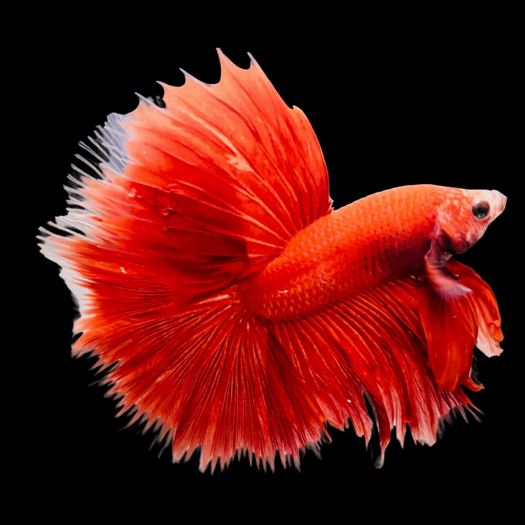 Super Red Halfmoon Male Betta Fish - Image 10