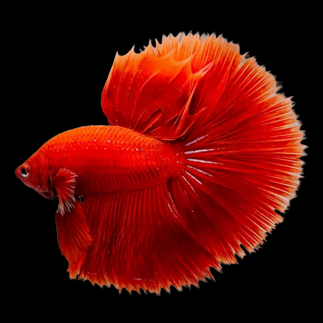 Super Red Halfmoon Male Betta Fish - Image 11