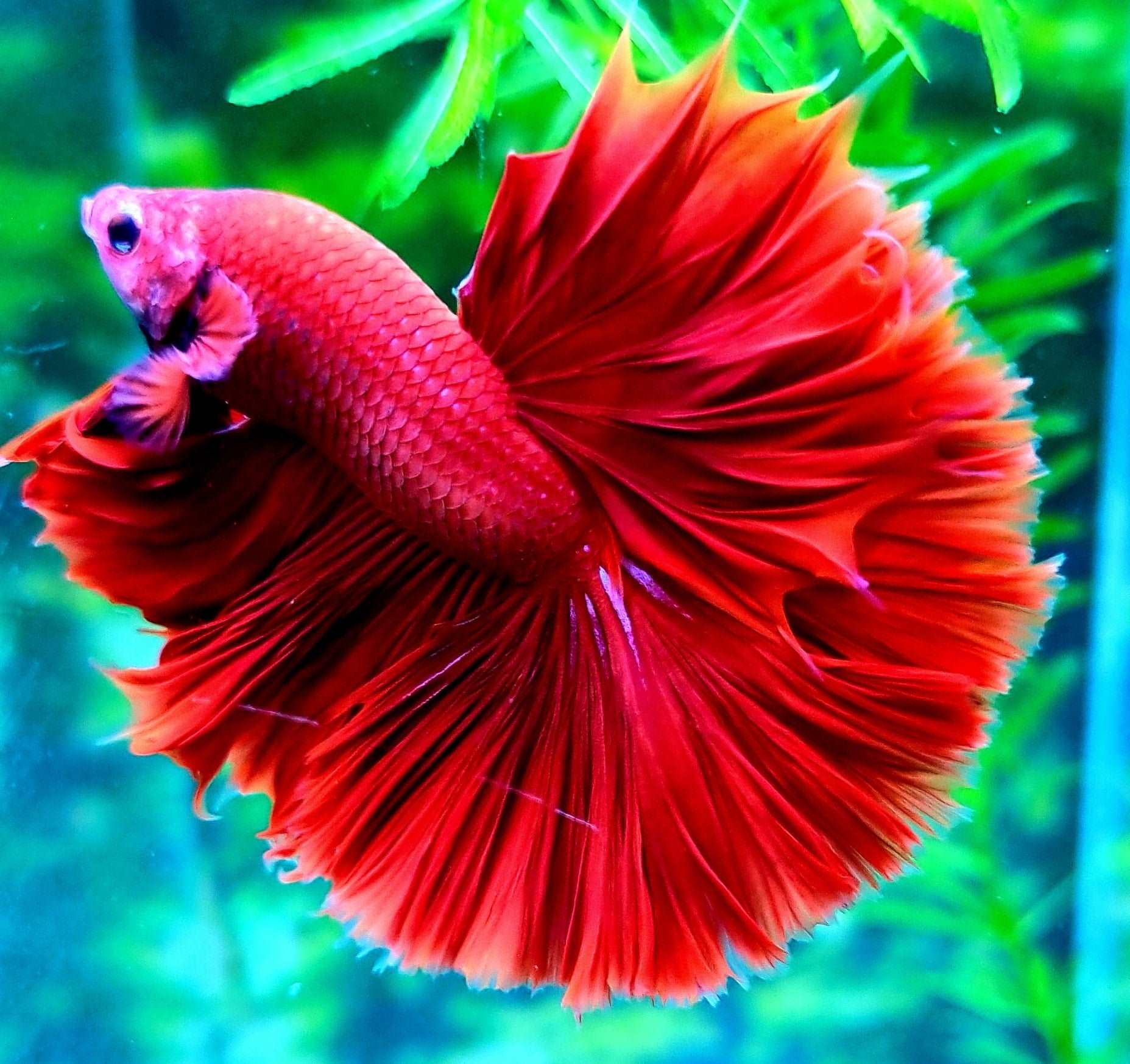 Super Red Halfmoon Male Betta Fish - Image 3