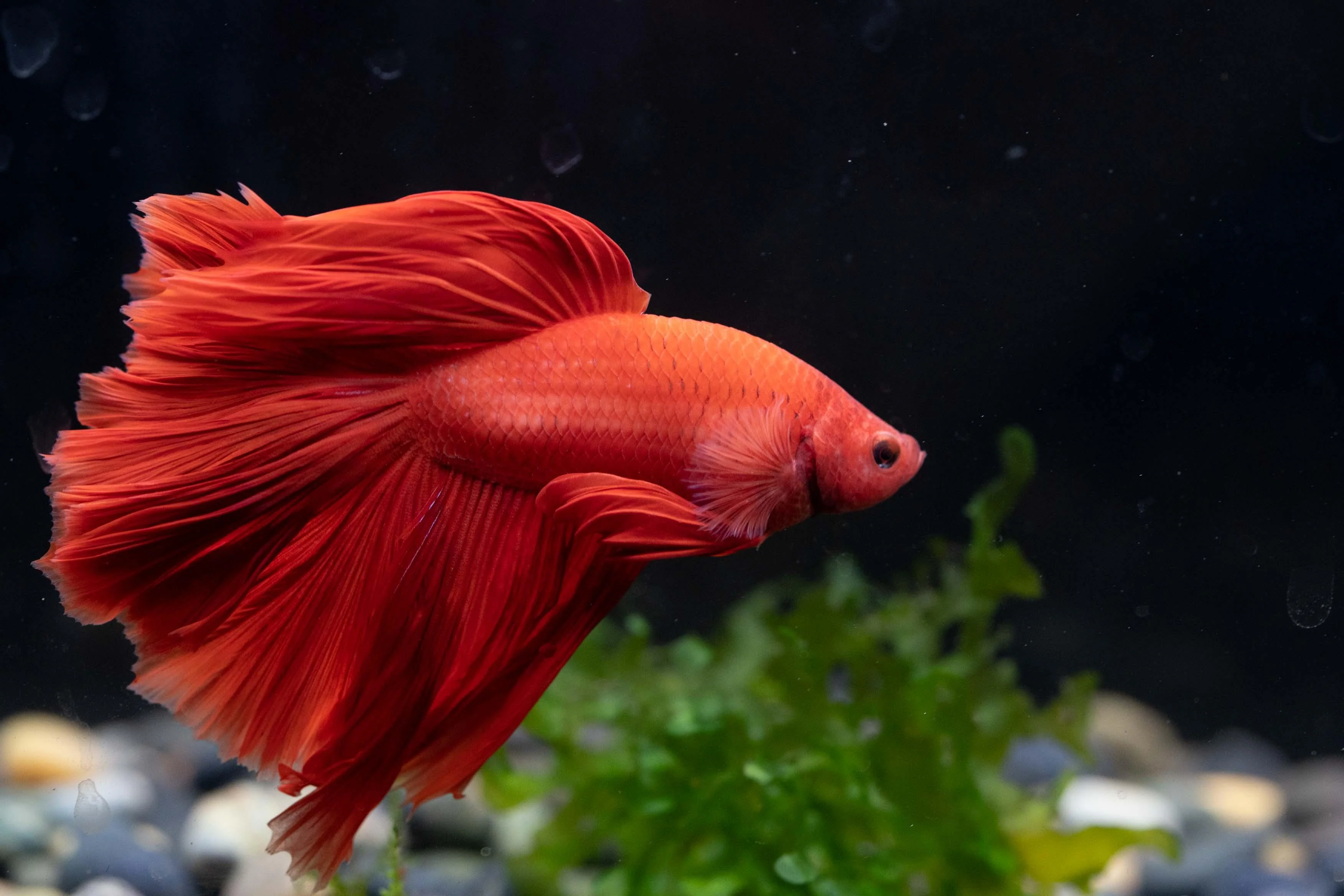 Super Red Halfmoon Male Betta Fish - Image 4