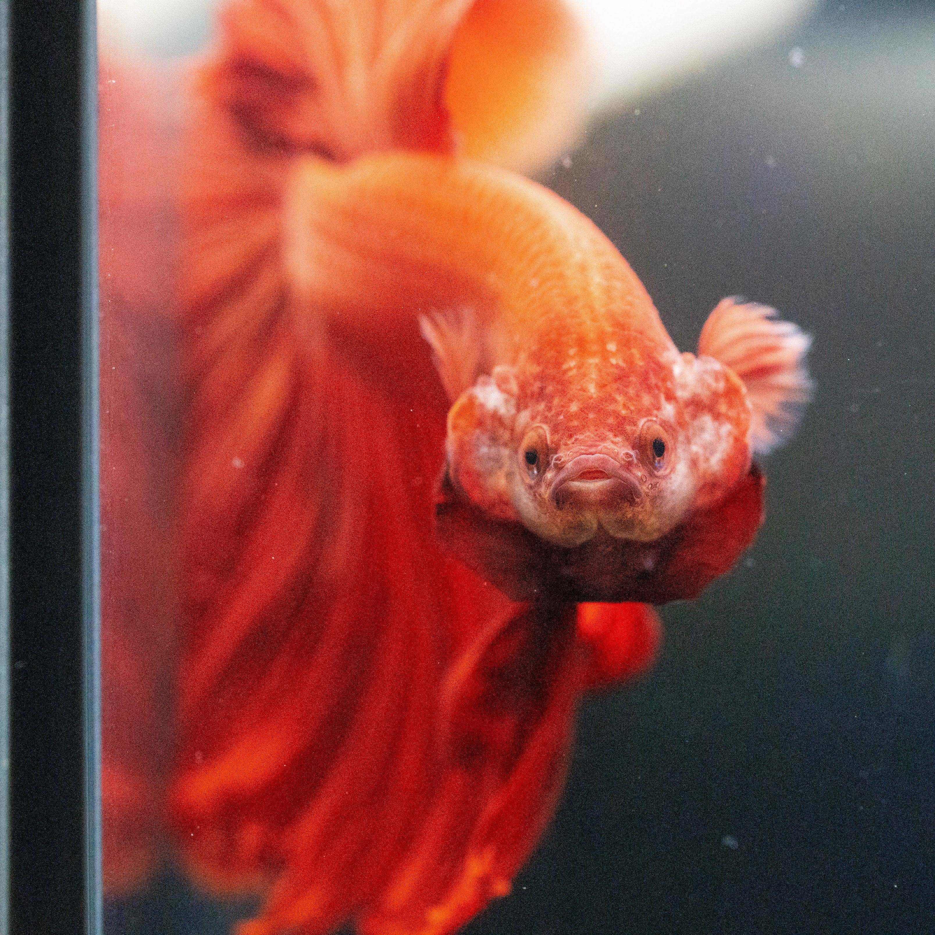 Super Red Halfmoon Male Betta Fish - Image 5