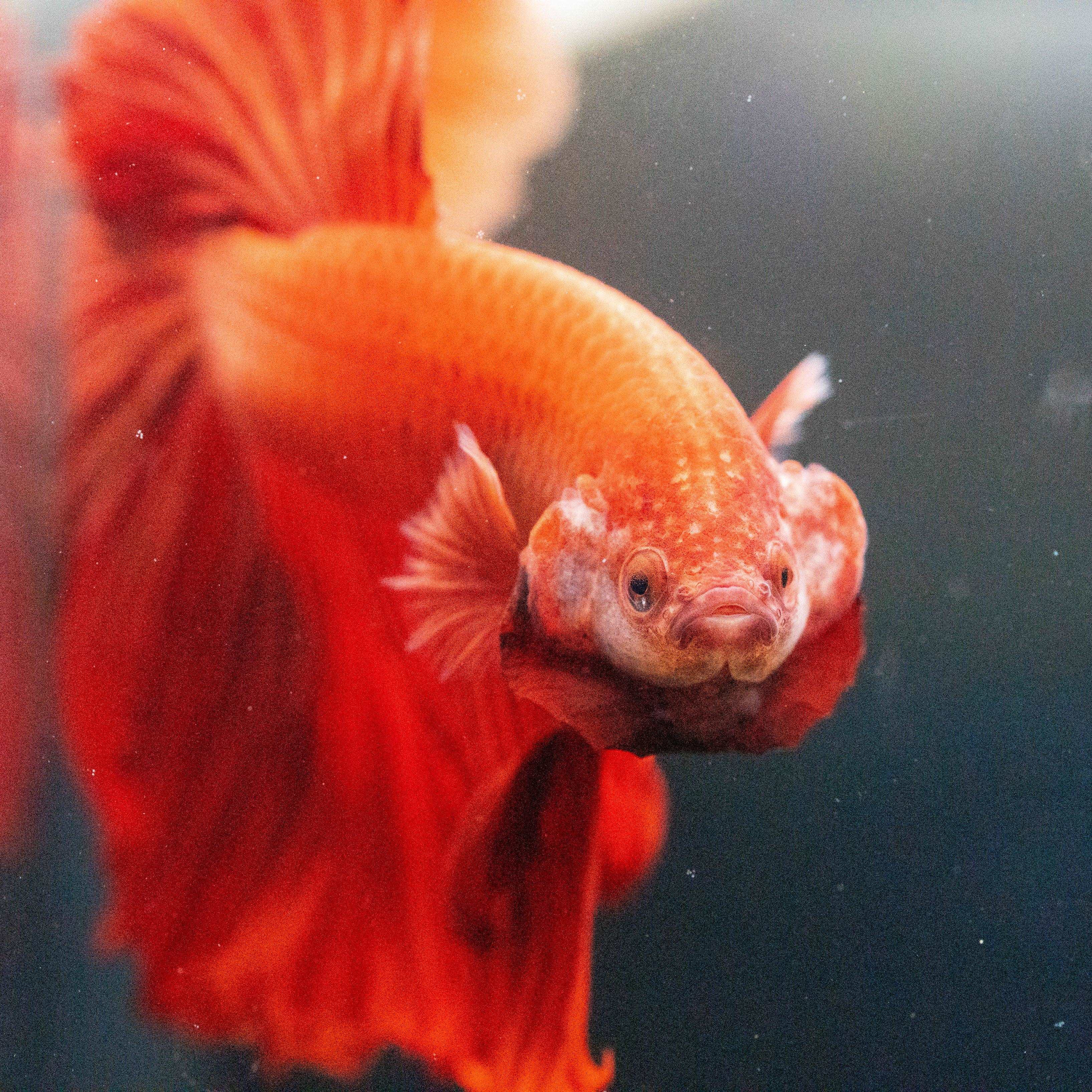 Super Red Halfmoon Male Betta Fish - Image 7