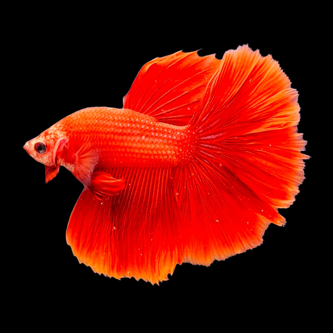 Super Red Halfmoon Male Betta Fish - Image 8