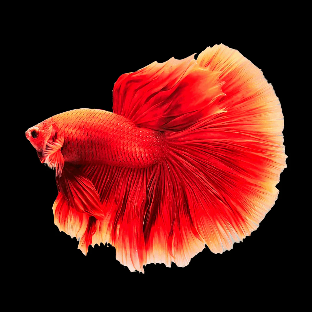 Super Red Halfmoon Male Betta Fish - Image 9