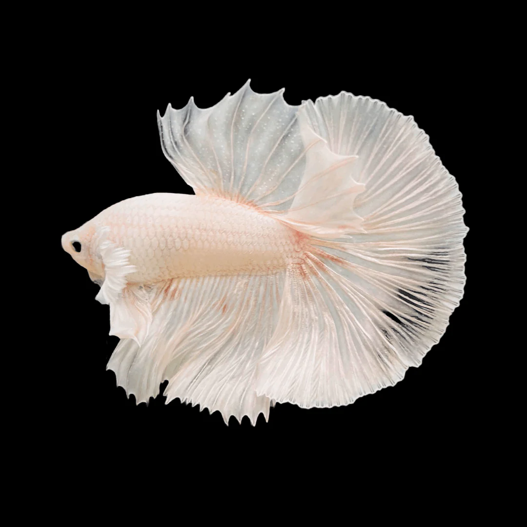 Super White Dumbo Ear Halfmoon Male Betta Fish - Image 3