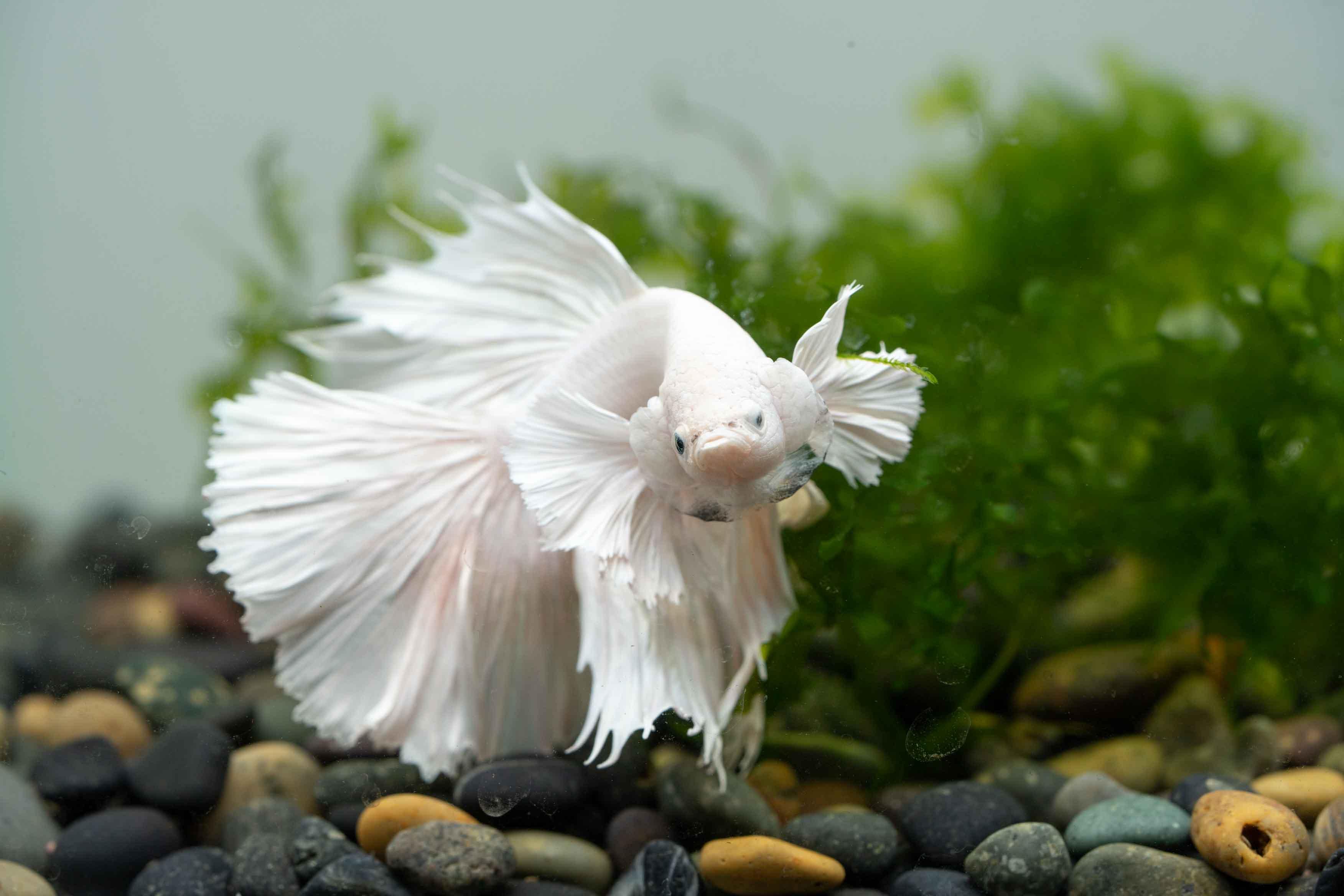 Super White Dumbo Ear Halfmoon Male Betta Fish - Image 4