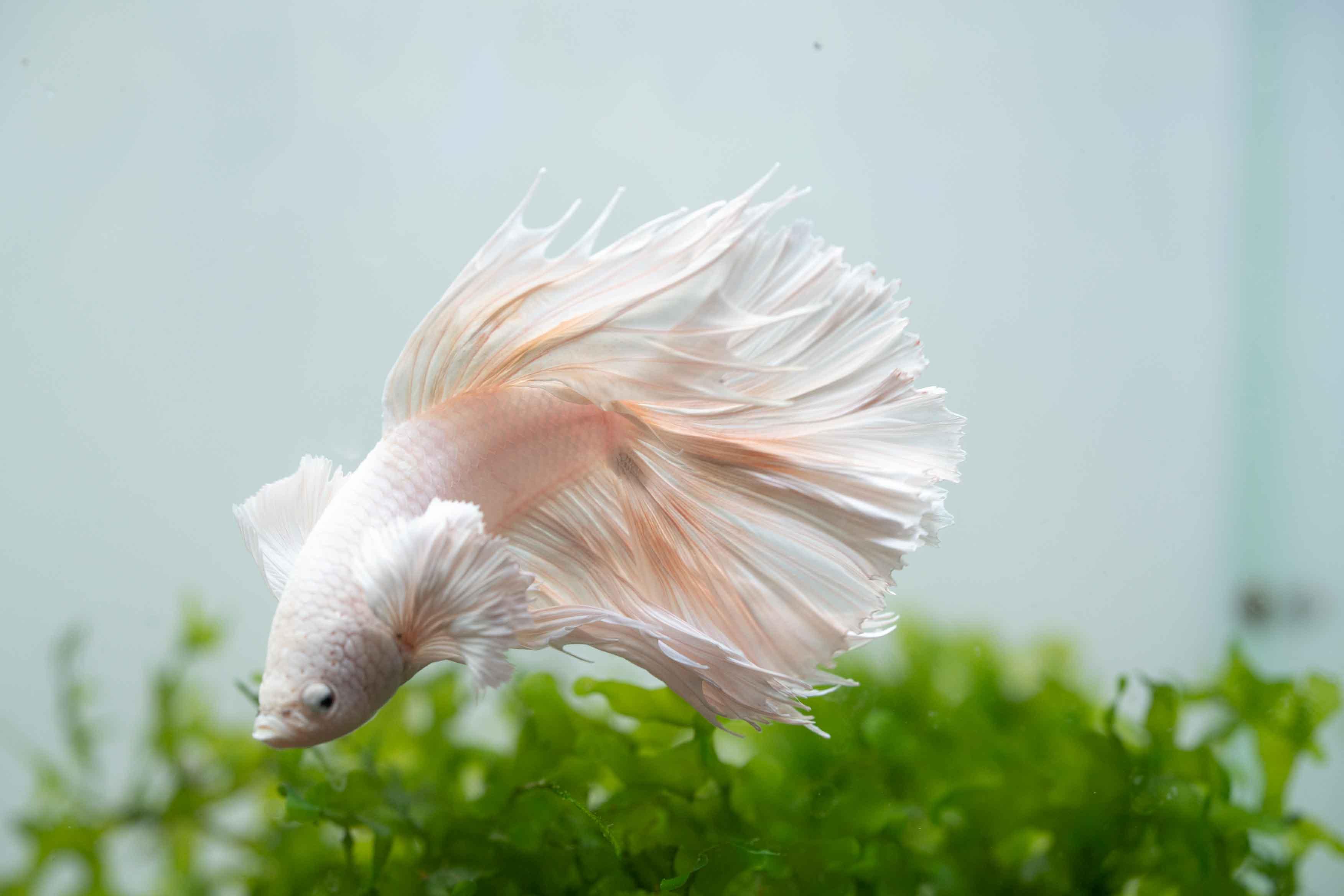 Super White Dumbo Ear Halfmoon Male Betta Fish - Image 5