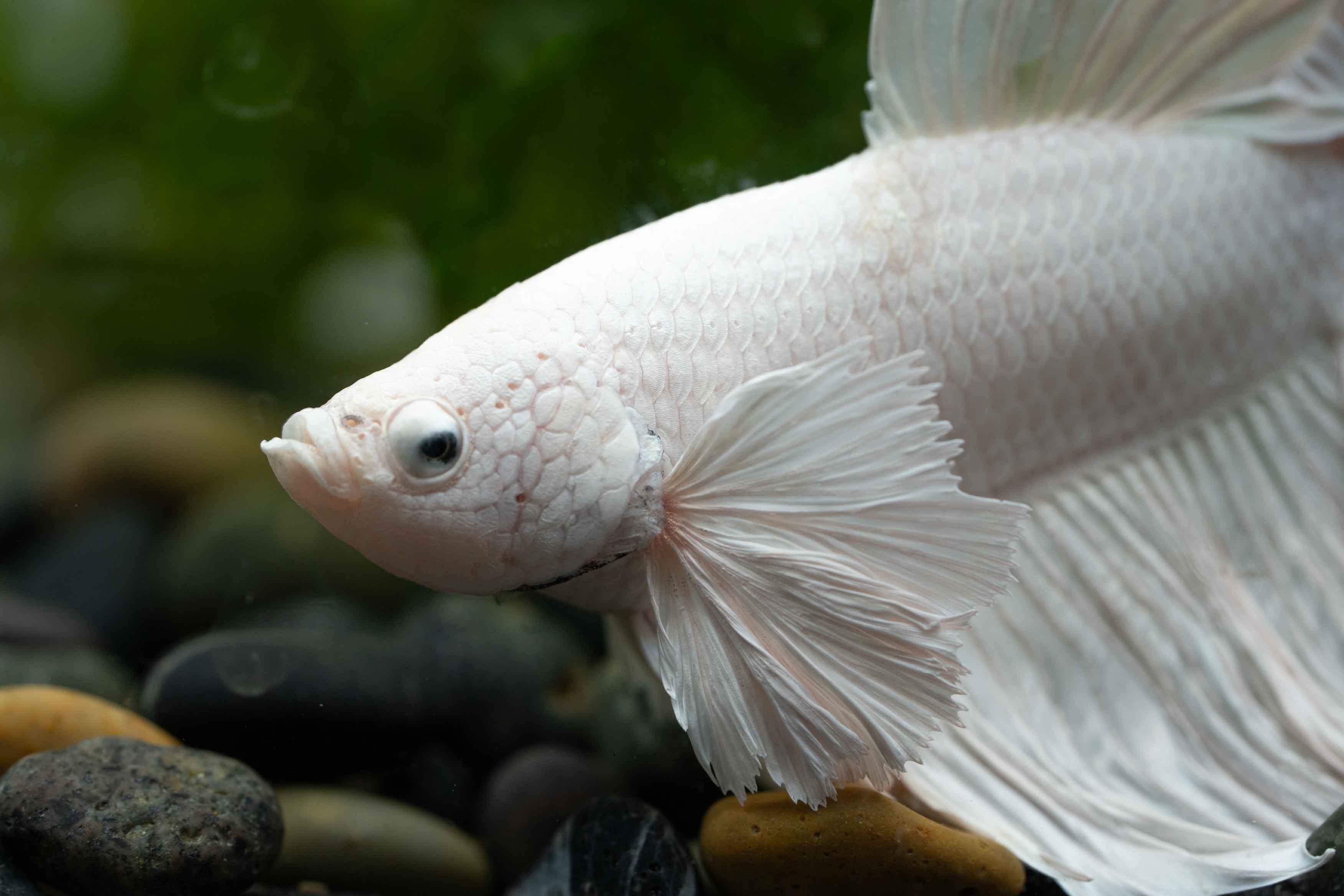 Super White Dumbo Ear Halfmoon Male Betta Fish - Image 6