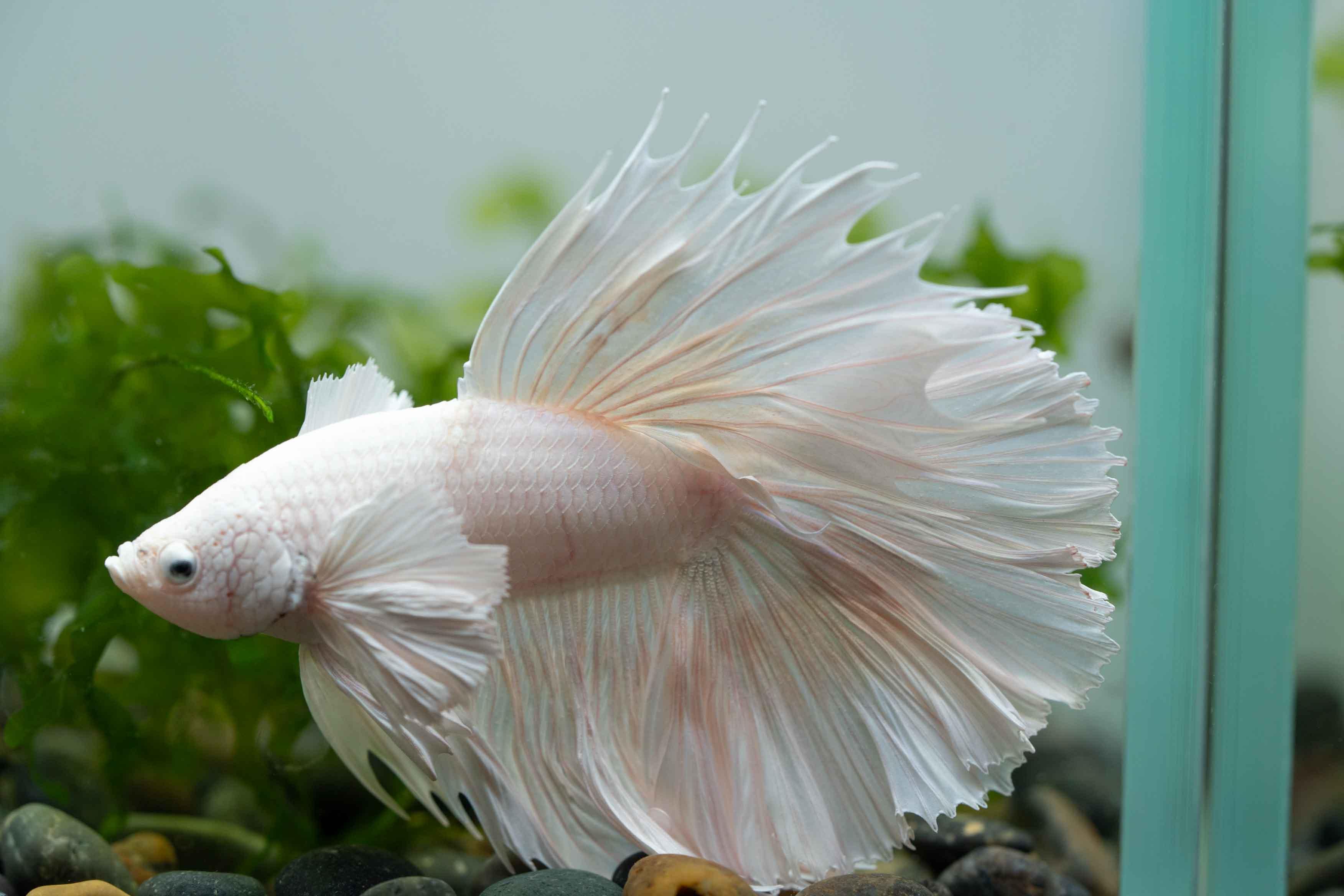 Super White Dumbo Ear Halfmoon Male Betta Fish - Image 7
