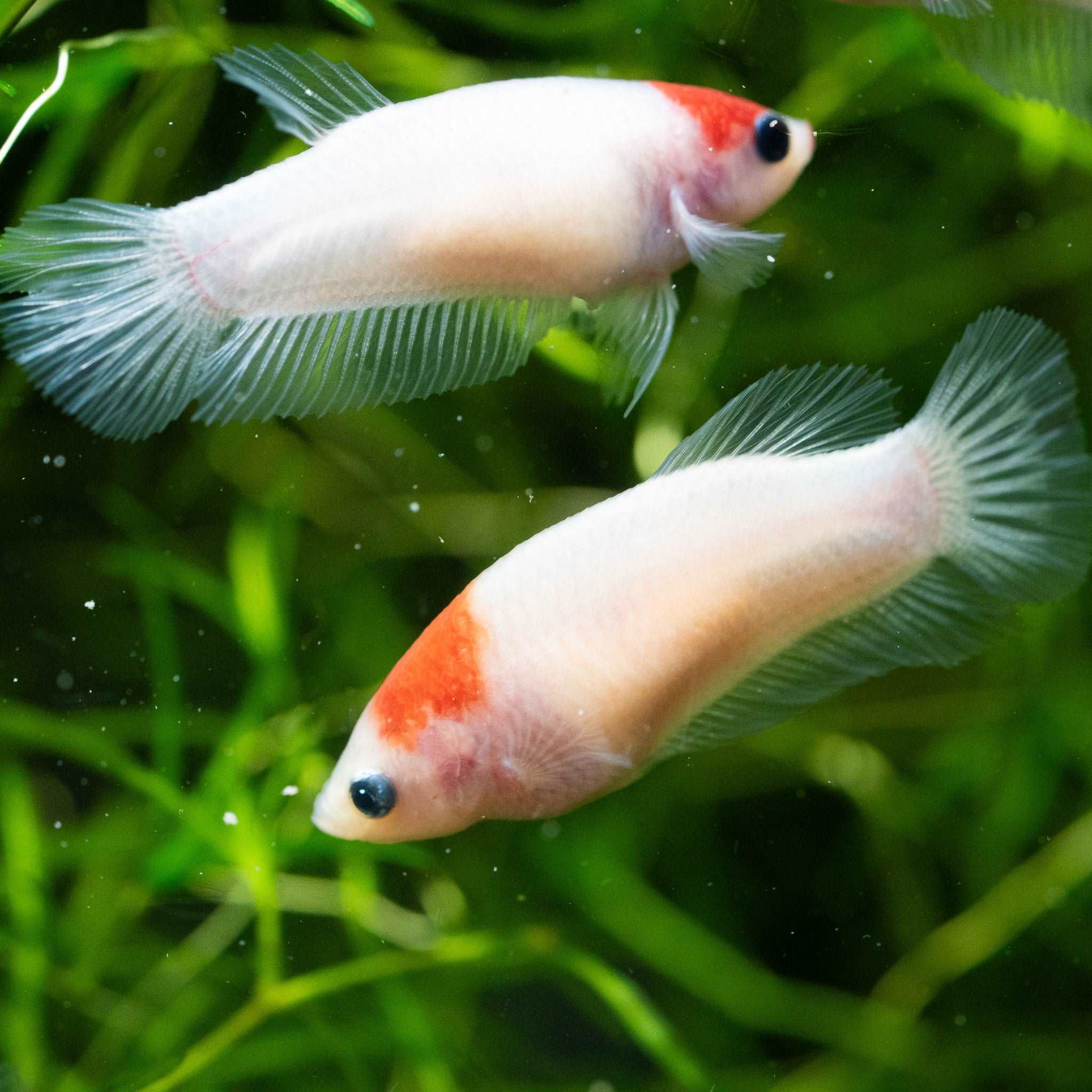 Tancho Female Betta Fish - Image 3