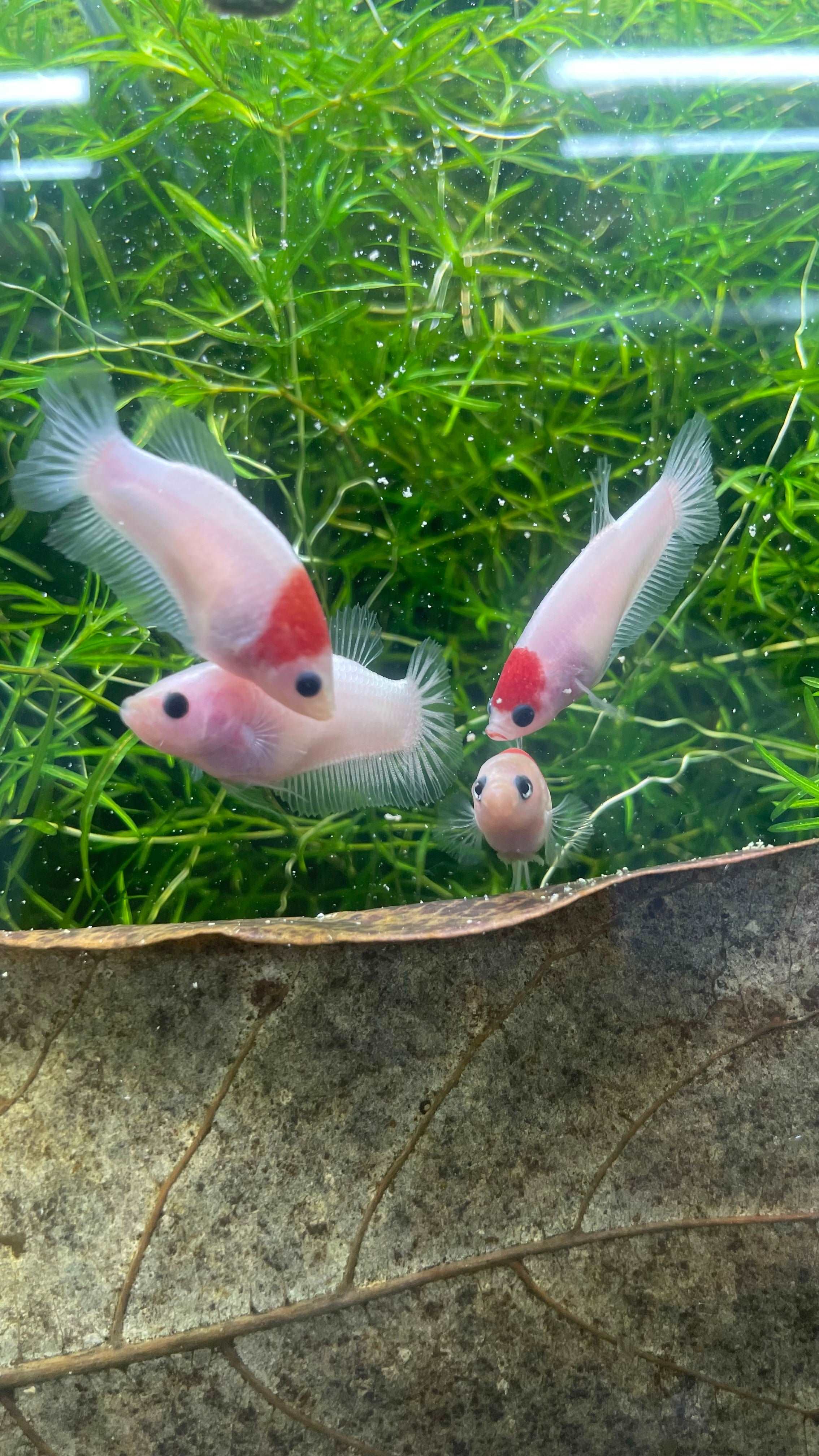 Tancho Female Betta Fish - Image 4