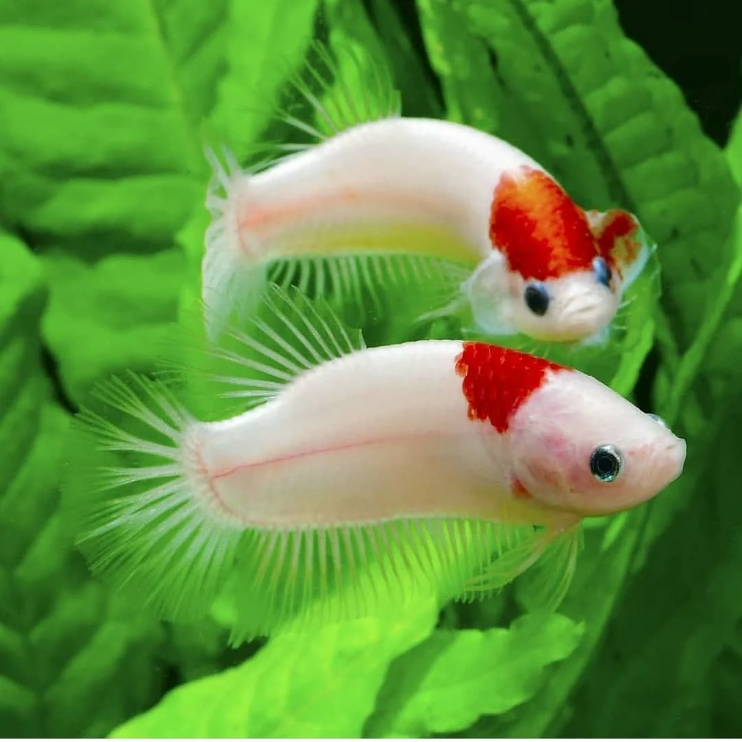 Tancho Female Betta Fish - Image 7