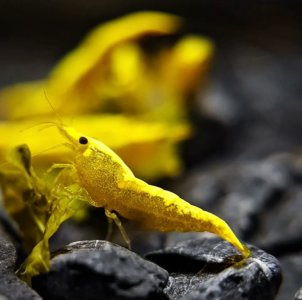 Ultra Gold Neocaridina Shrimp - Image 3