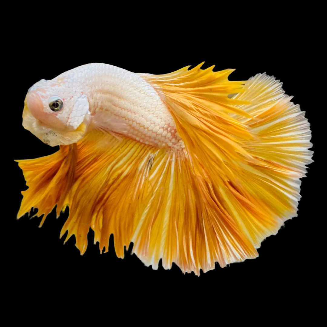 Yellow Dragon Halfmoon Male Betta Fish - Image 3