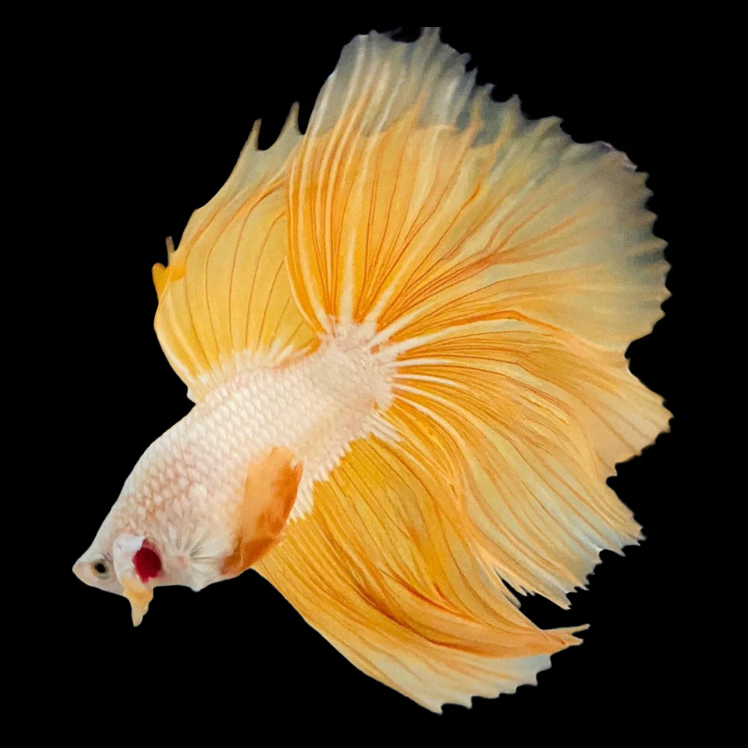 Yellow Dragon Halfmoon Male Betta Fish - Image 4