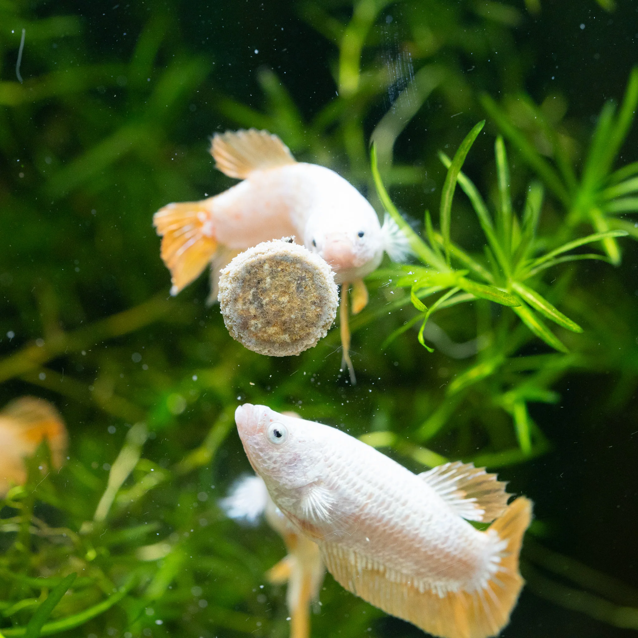 Yellow Dragon Plakat Female Betta Fish - Image 3