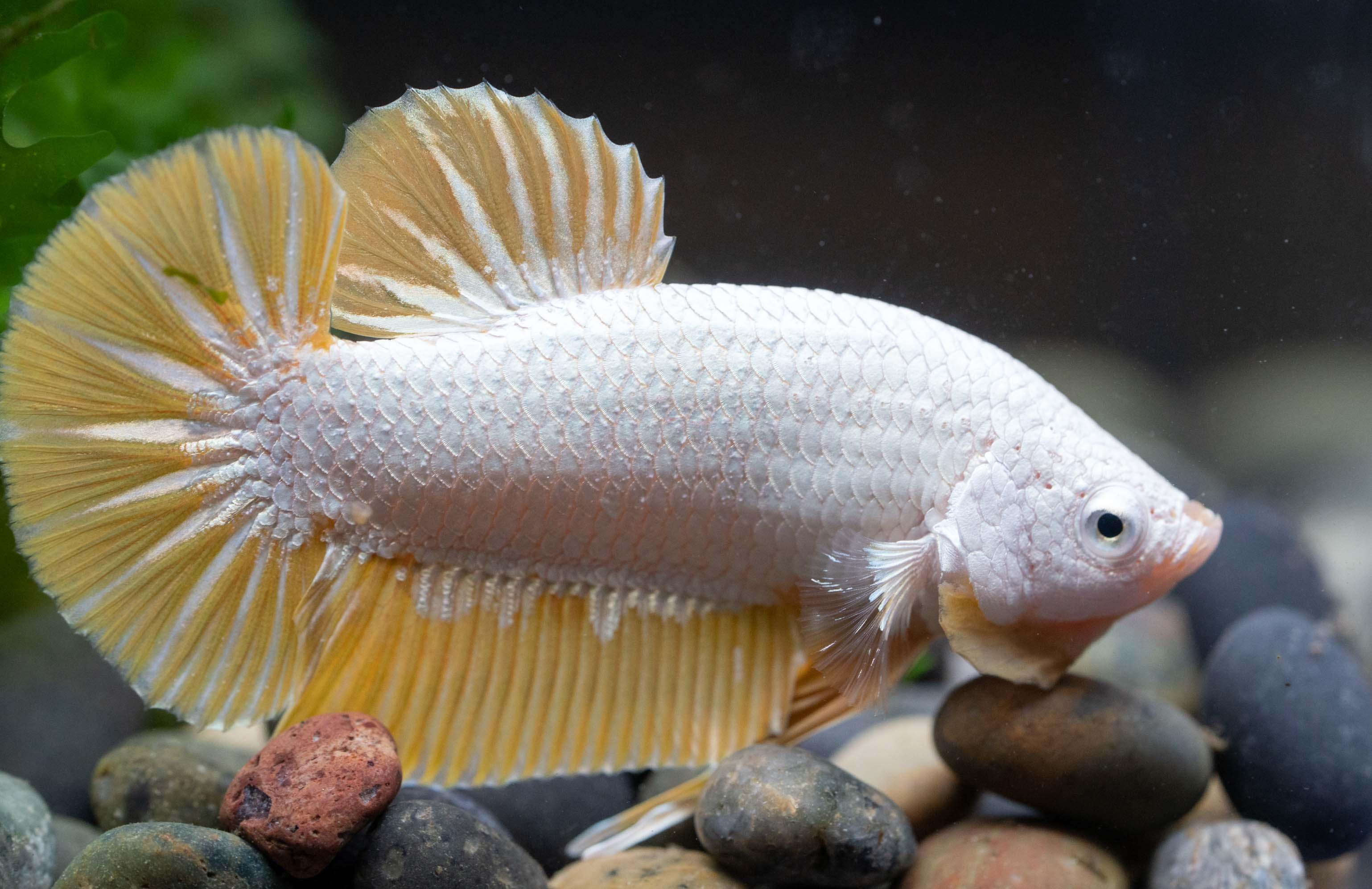 Yellow Dragon Plakat Male Betta Fish - Image 4