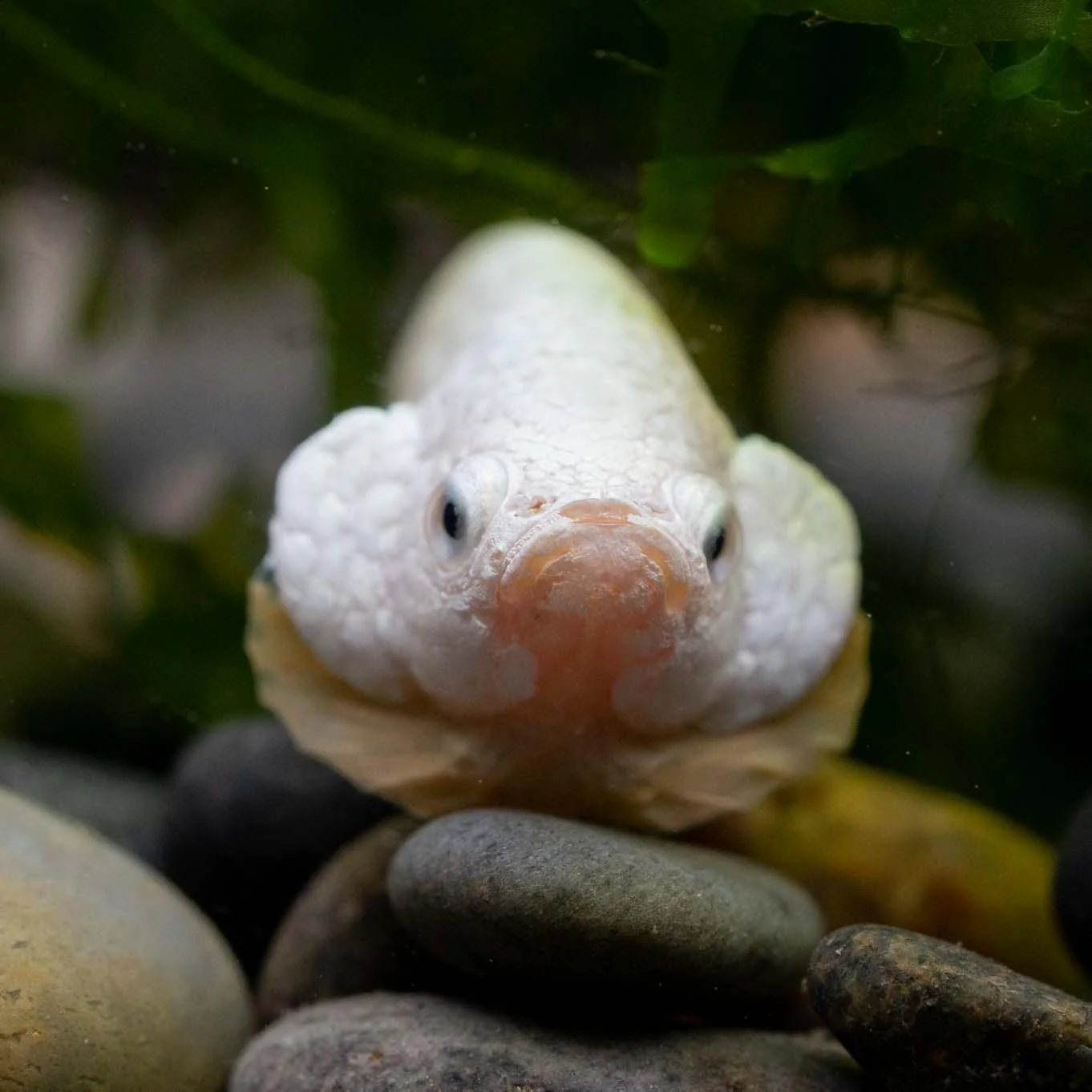 Yellow Dragon Plakat Male Betta Fish - Image 5