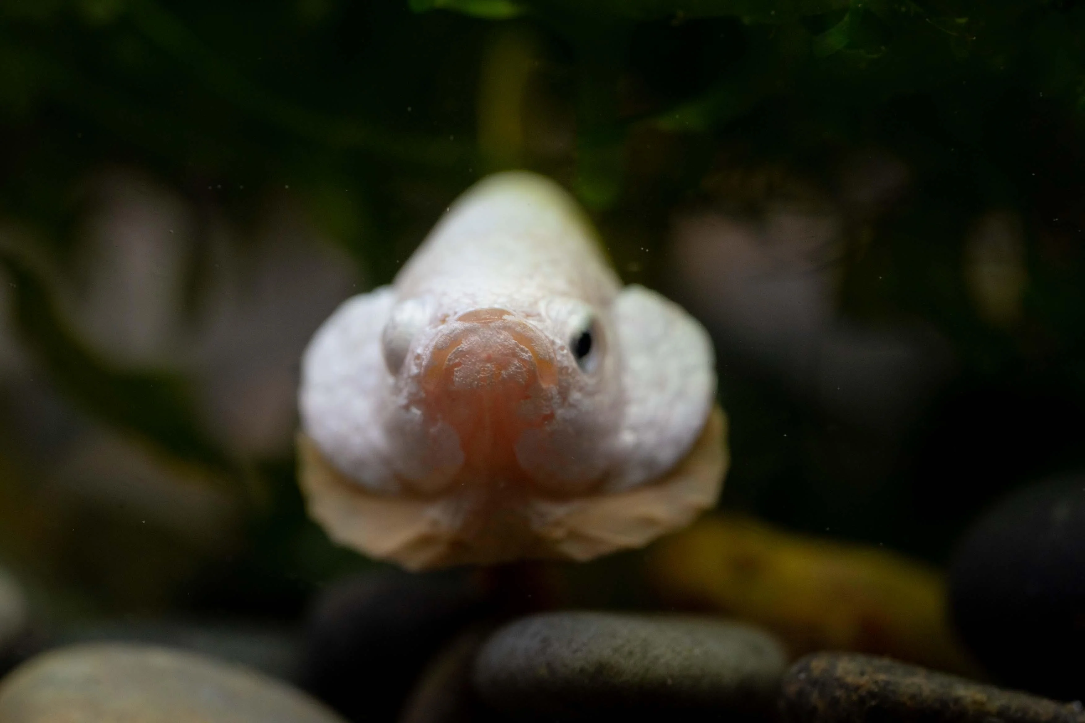 Yellow Dragon Plakat Male Betta Fish - Image 6