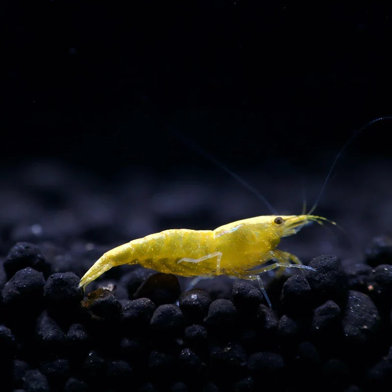 Yellow Golden Back Neocaridina Shrimp - Image 4