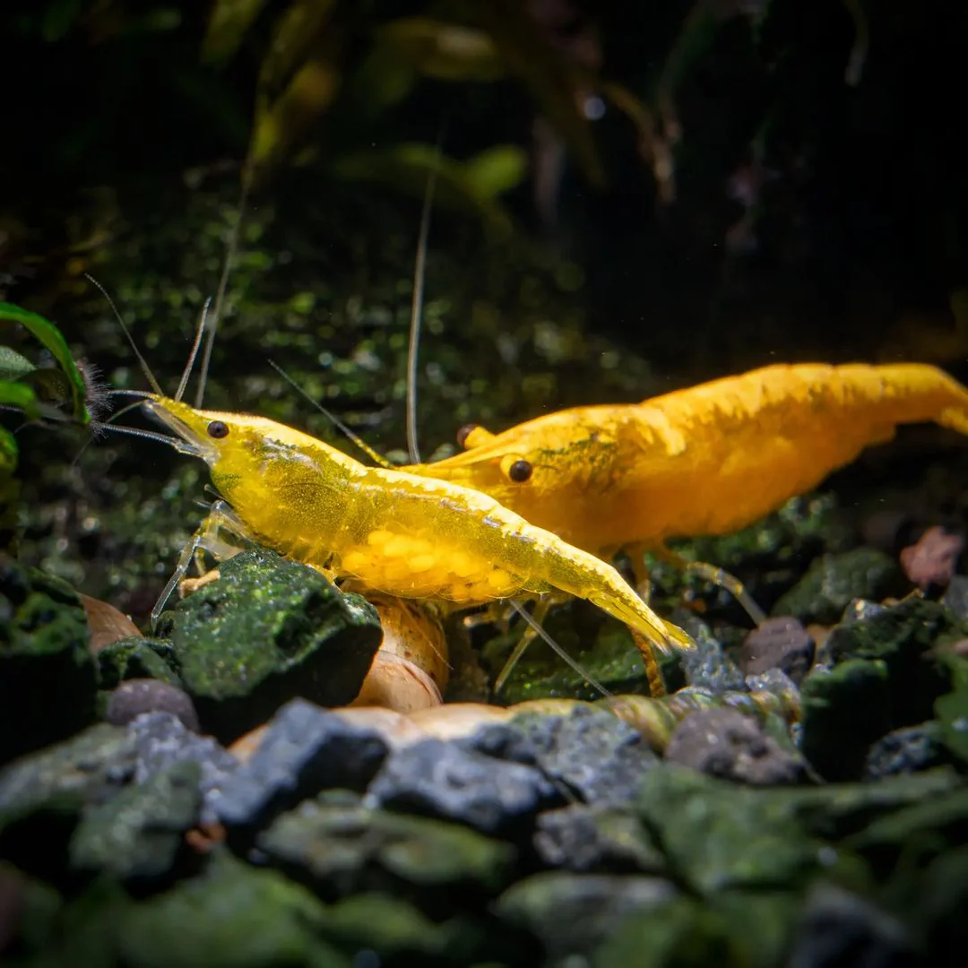 Yellow Golden Back Neocaridina Shrimp - Image 6