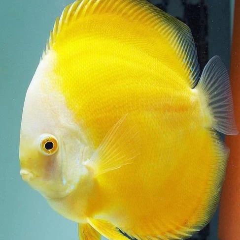 Yellow Melon Discus Fish - Image 5