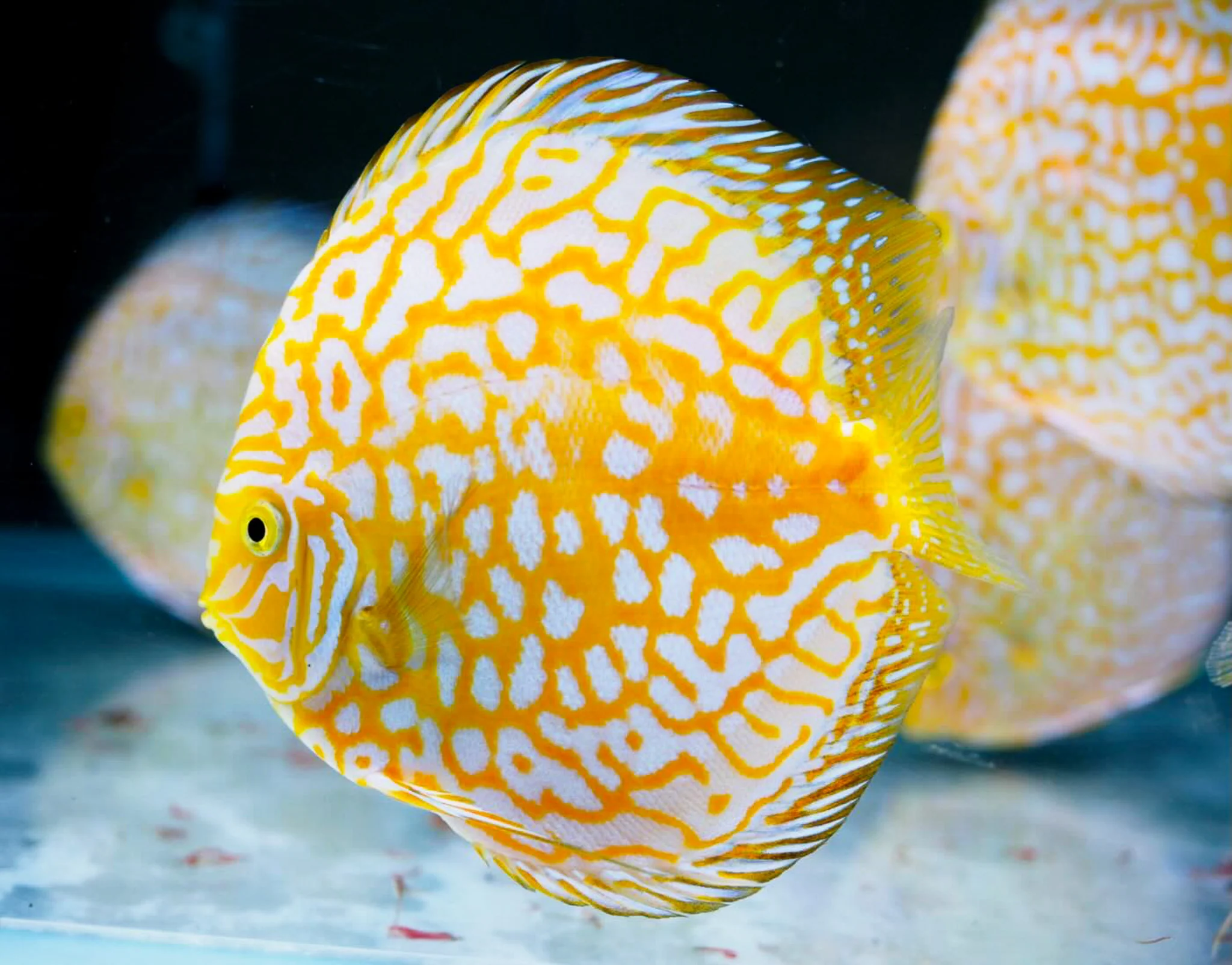 Yellow Pigeon Checkerboard Discus Fish - Image 3