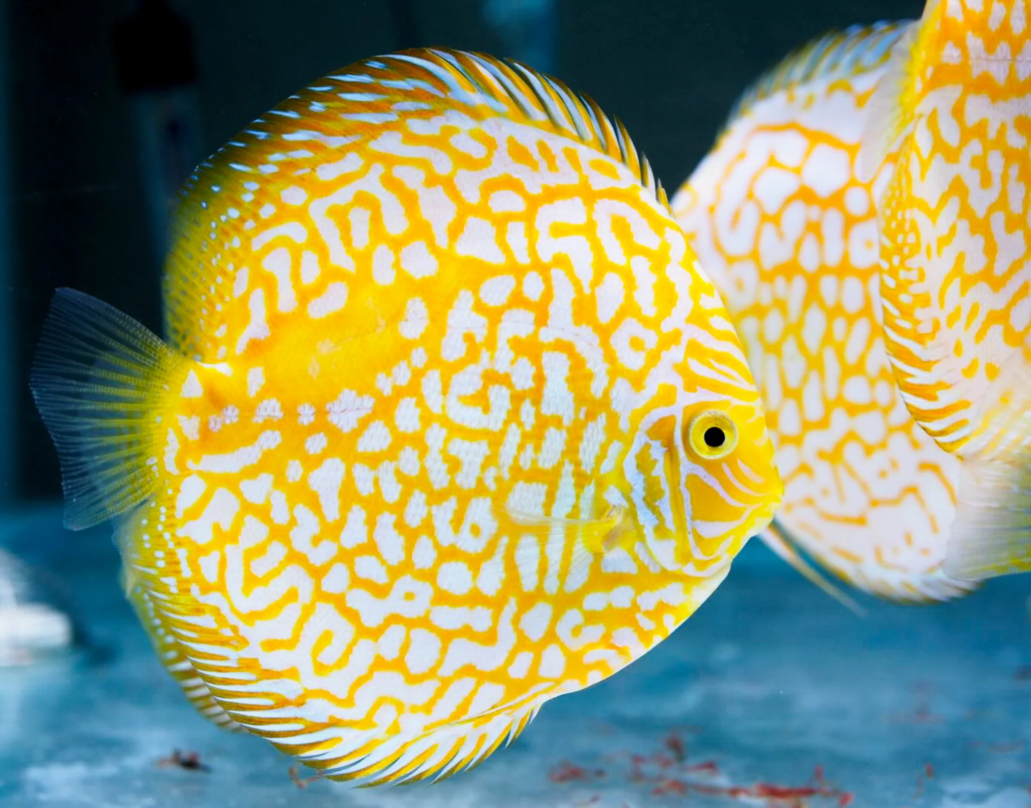 Yellow Pigeon Checkerboard Discus Fish - Image 4