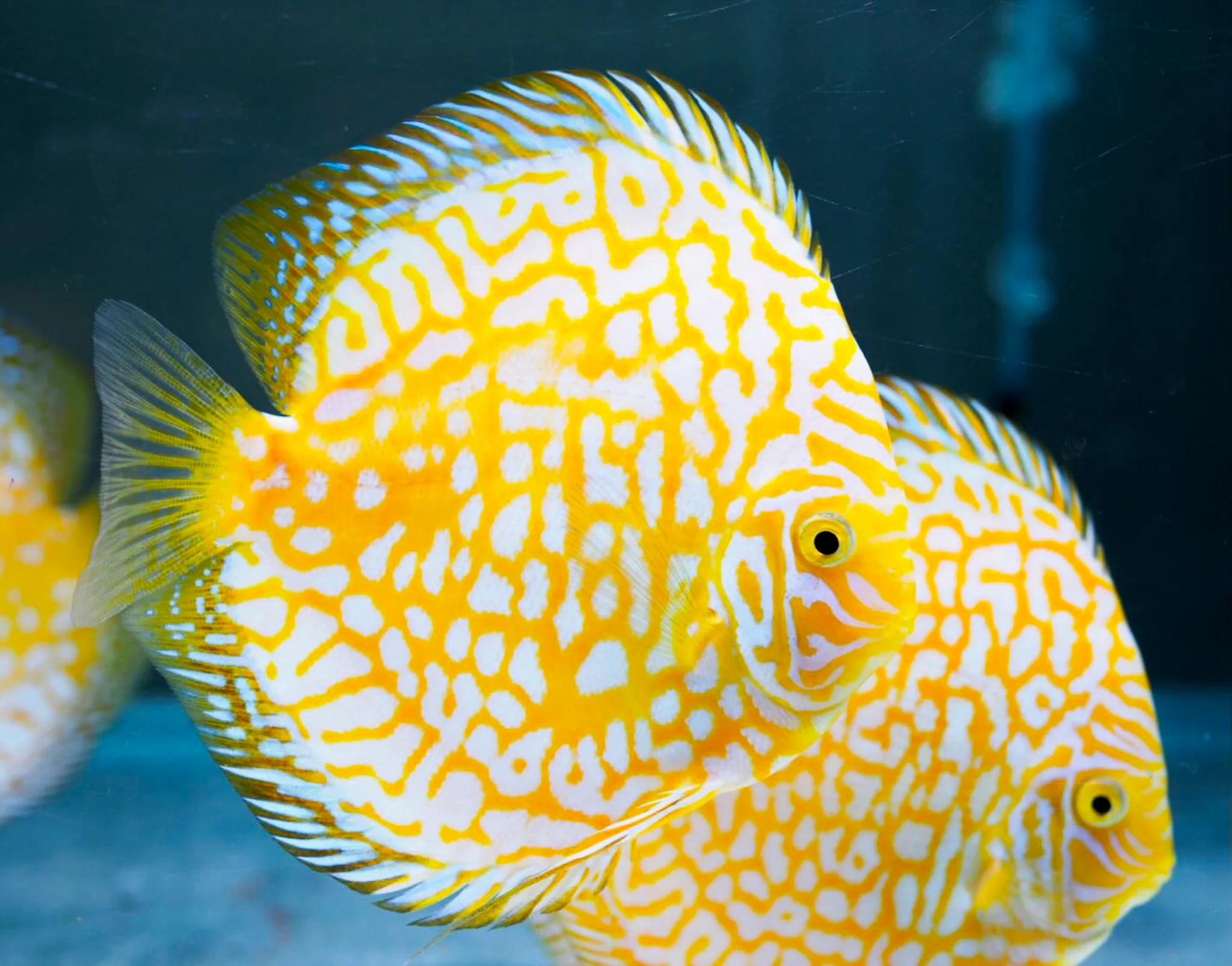 Yellow Pigeon Checkerboard Discus Fish - Image 5